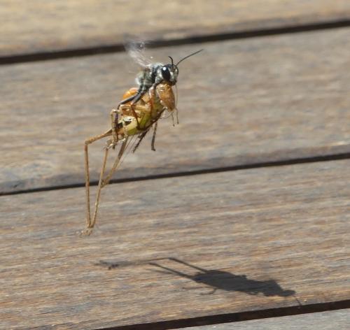 Sphex funerarius